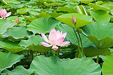 《PUBG》为新地图推真人电影短片 吴彦祖李政宰主演